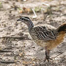 Francolin huppé