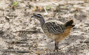 Crested Francolin