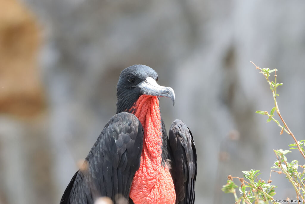 Magnificent Frigatebird