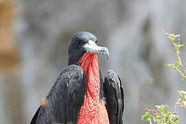 Magnificent Frigatebird