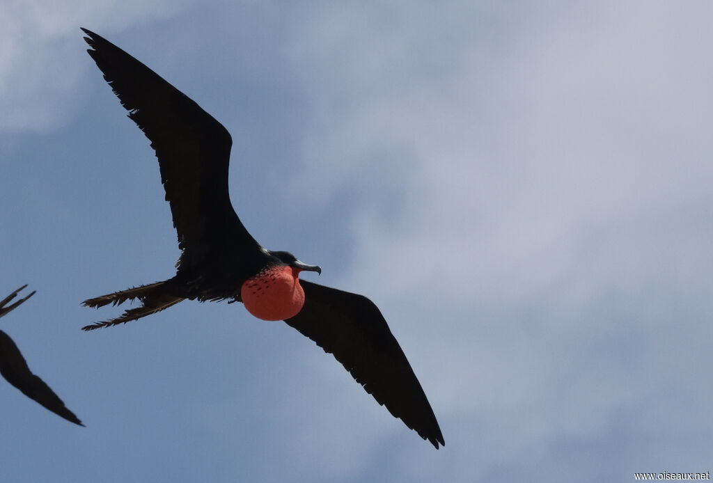 Magnificent Frigatebird