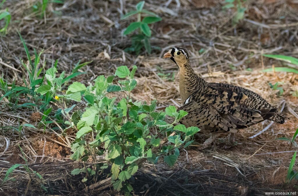 Black-faced Sandgrouse