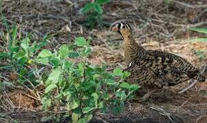 Black-faced Sandgrouse