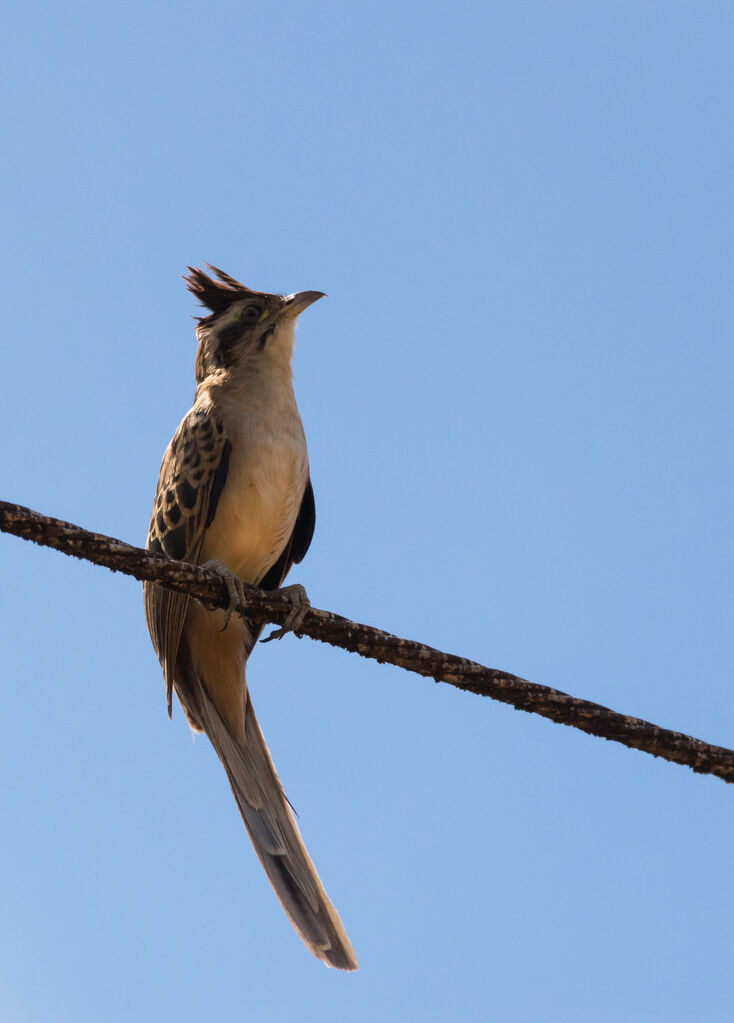 Striped Cuckoo