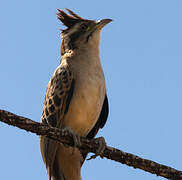 Striped Cuckoo