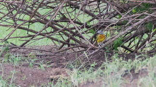 Grey-headed Bushshrike