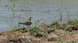 Black-winged Pratincole