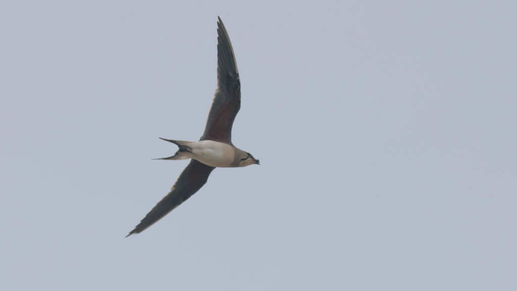 Collared Pratincole