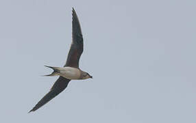 Collared Pratincole