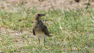 Collared Pratincole