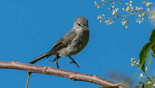 Ashy Flycatcher