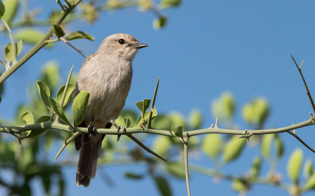 African Grey Flycatcher