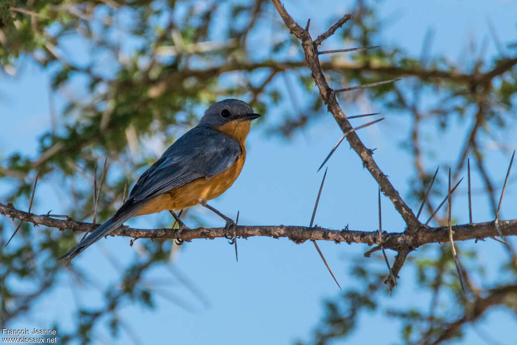 Silverbirdadult, identification