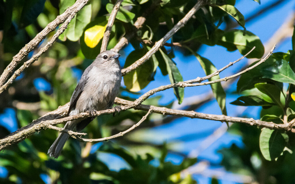 White-eyed Slaty Flycatcher