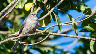 White-eyed Slaty Flycatcher