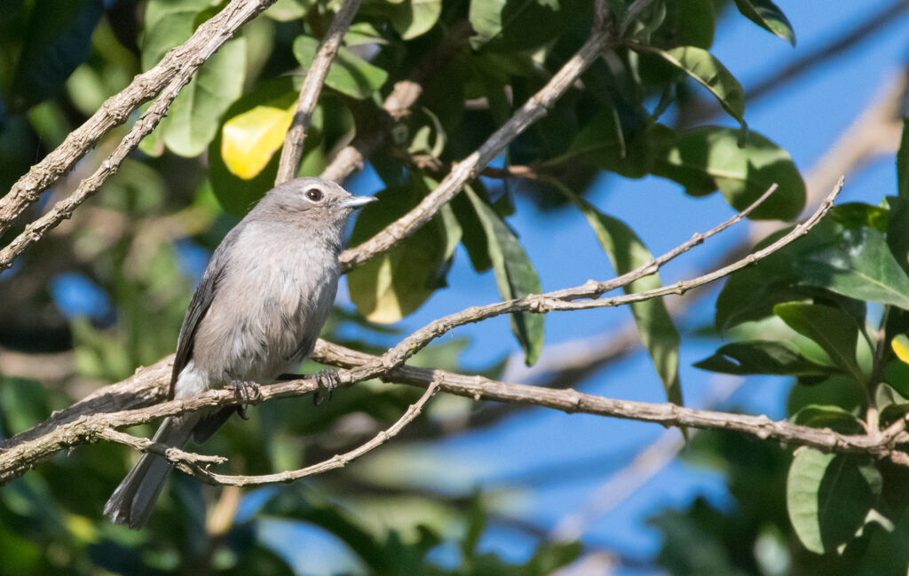 White-eyed Slaty Flycatcher