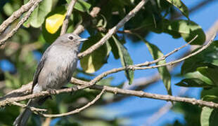 White-eyed Slaty Flycatcher