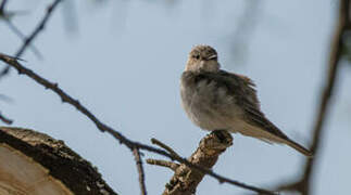 Spotted Flycatcher