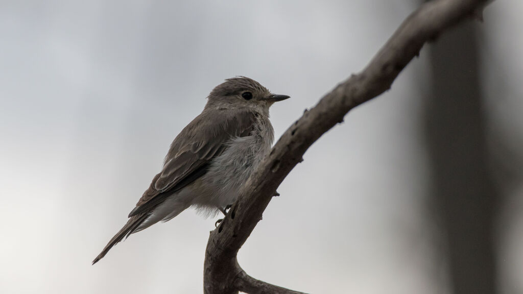 Spotted Flycatcher