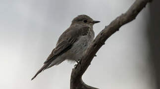 Spotted Flycatcher