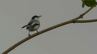 Tropical Gnatcatcher