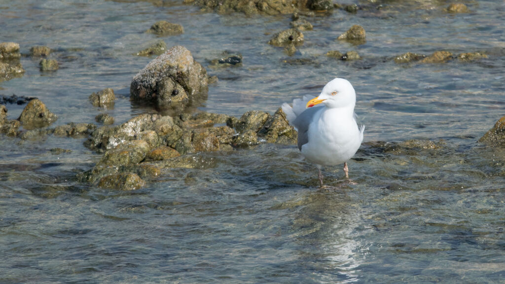 European Herring Gull