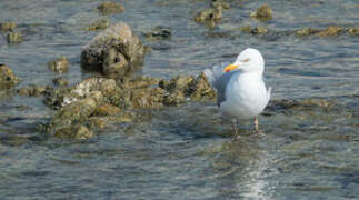 European Herring Gull