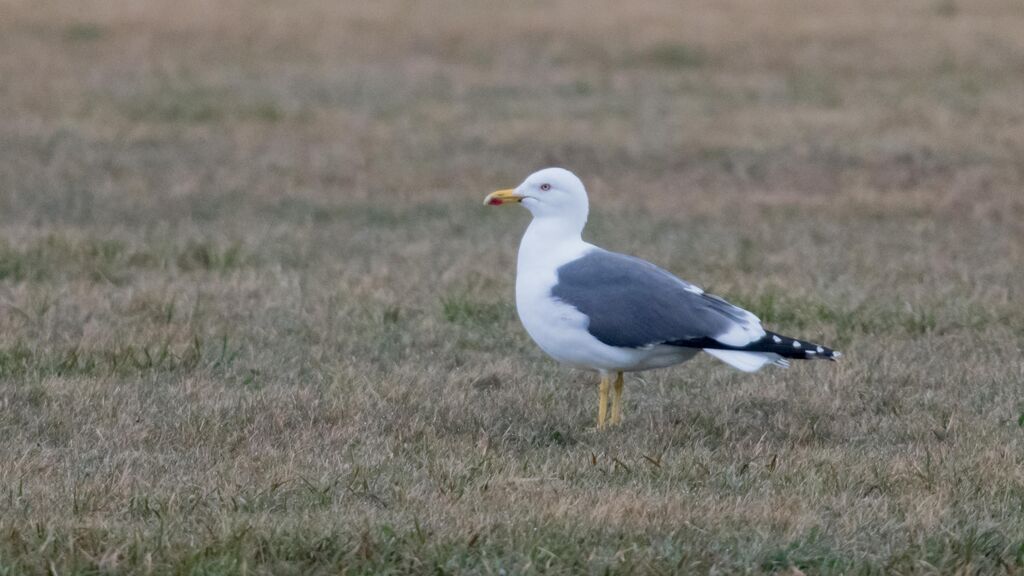 Lesser Black-backed Gull