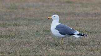 Lesser Black-backed Gull