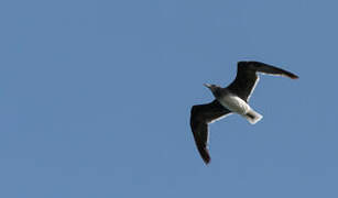 Sooty Gull