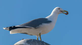 Yellow-legged Gull