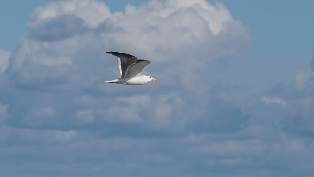 Great Black-backed Gull