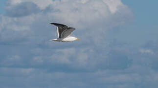 Great Black-backed Gull