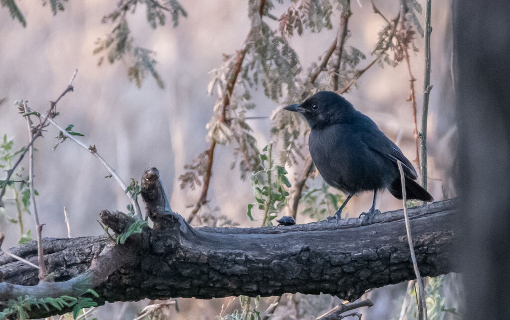 Slate-colored Boubou