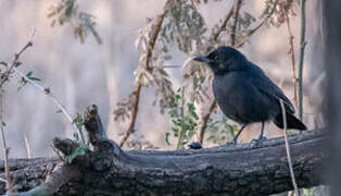 Slate-colored Boubou