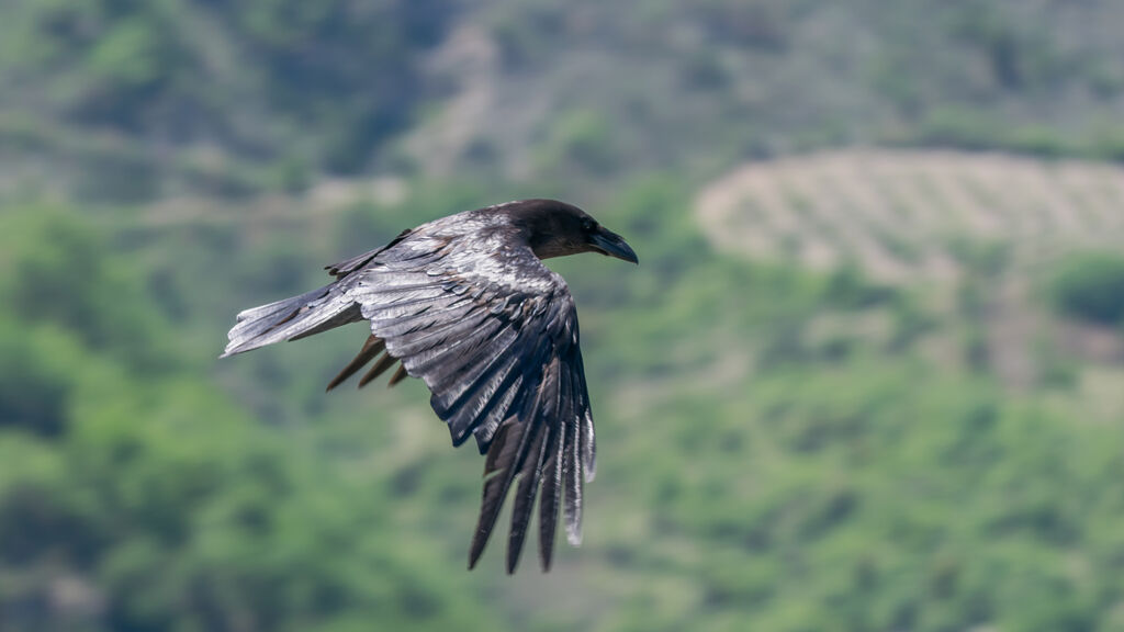 Northern Raven