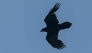 Northern Raven