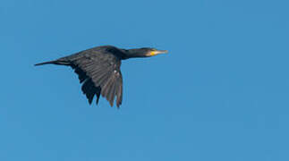 Great Cormorant