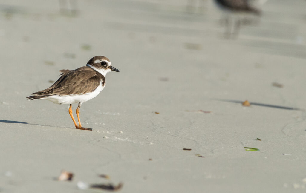 Common Ringed Plover