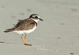 Common Ringed Plover