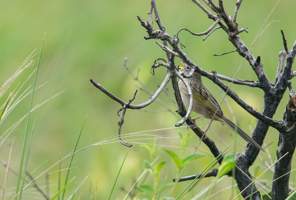 Wedge-tailed Grass Finch