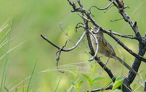 Wedge-tailed Grass Finch