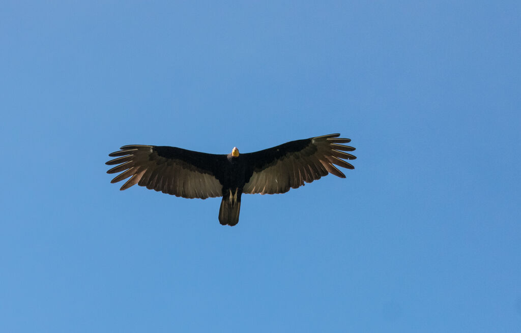 Greater Yellow-headed Vulture