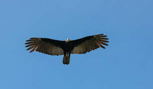 Greater Yellow-headed Vulture