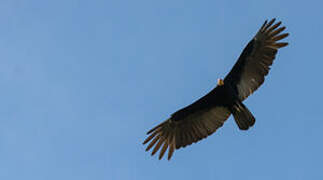 Greater Yellow-headed Vulture