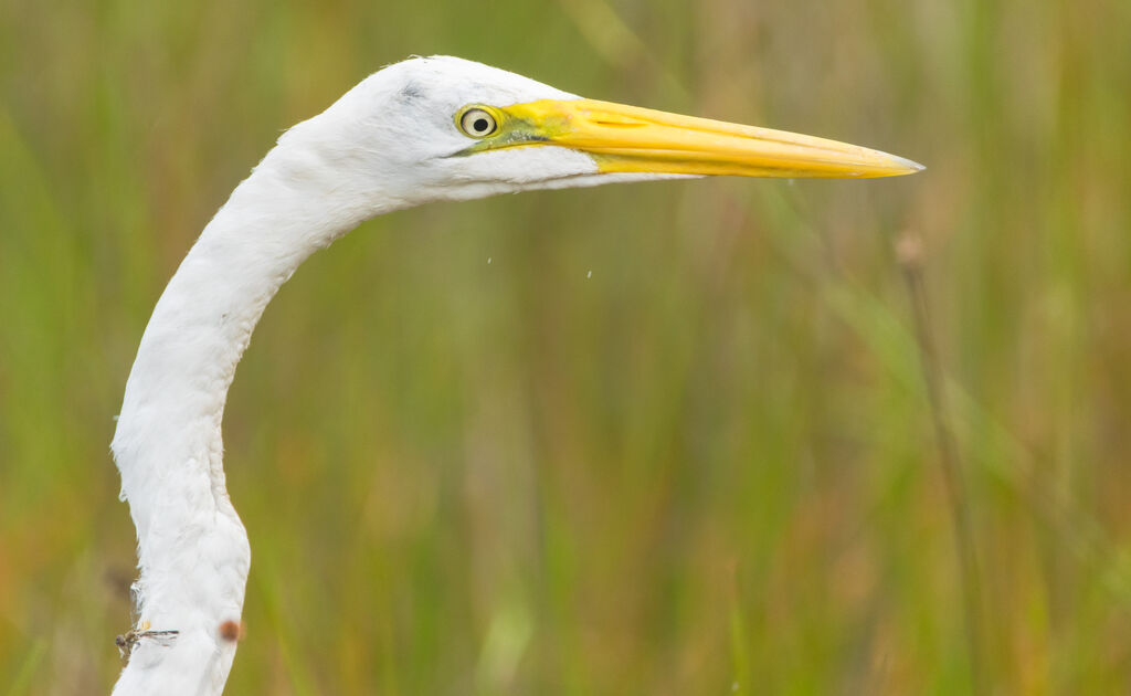 Great Egret