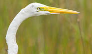 Grande Aigrette