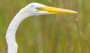 Grande Aigrette