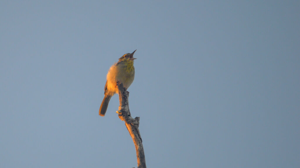 Stripe-throated Jery