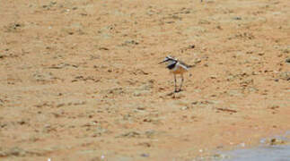 Madagascar Plover